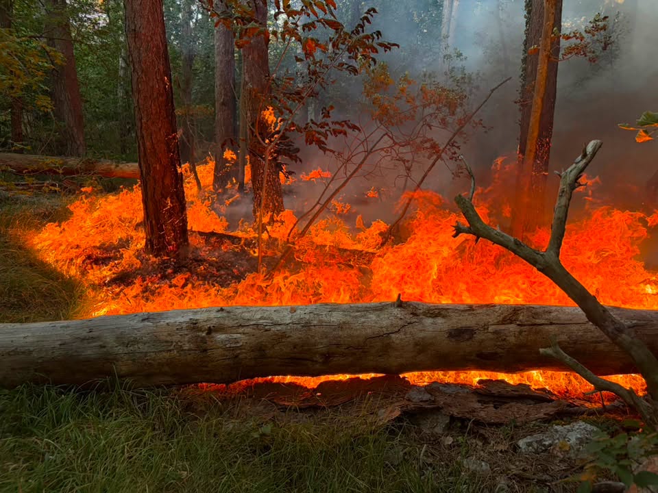 🔥 Conclusa la campagna estiva ANTINCENDIO BOSCHIVO 2026